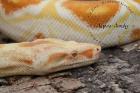 Boa constrictor albino sharp line ab 600 -Euro